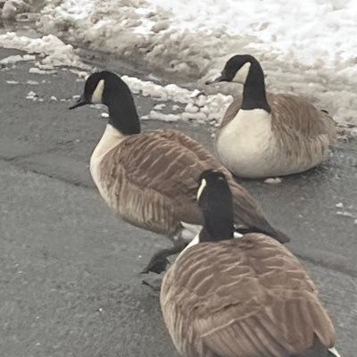 McKGoodwin's profile picture. 