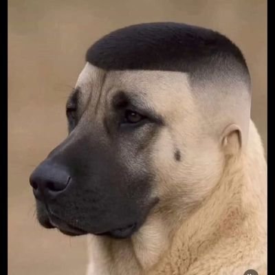 filippeplatini's profile picture. Viciado em ouvir áudios longos.