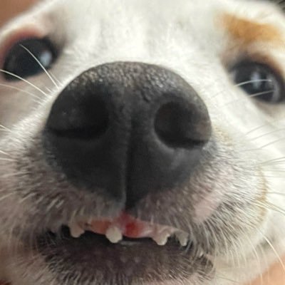 sovu97's profile picture. 