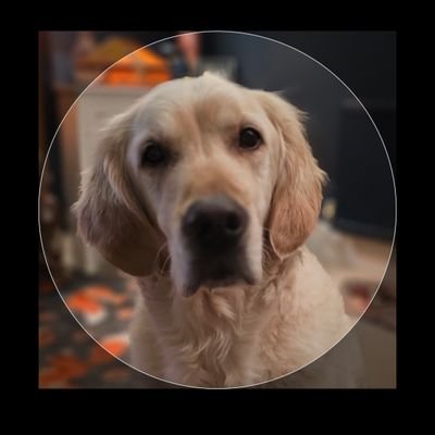 happy_foxxy's profile picture. XX. Men in frocks are just creepy men. Enoch Powell was right. Protect the native species. I prefer dogs to humans . ❤️