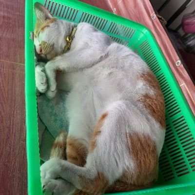 D85237Xaeb's profile picture. 