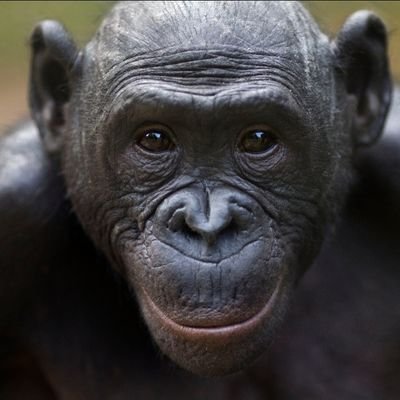 Pope_Bane's profile picture. Skeptic, Humanist, Freethinker.
#Science⚗, #Astronomy🔭, #Botany🌵, #Pharmacology💊, #Horror💀, #SciFi🛸👽, 
Lover of Absurdist comedy 🤣🤡

Gen X Heretic