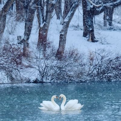 NatureNestx's profile picture. A word full of life, from wild animals to free birds🌎✨ #Animals #Birdwatching