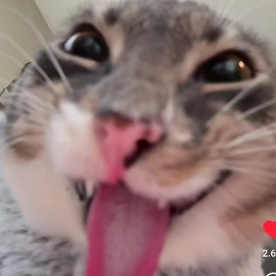 shaistousa's profile picture. 21+1 y.o║ sʜᴇ/ʜᴇʀ ║ 🏳️‍🌈