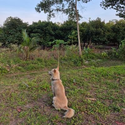 yangleihahha's profile picture. TEN  , LISA , WilliamEst