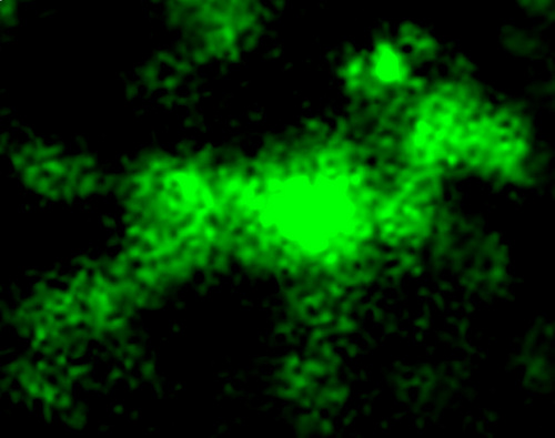Microbial ecologist at MIT. Phytoplankton ecology, genomics, and physiology.