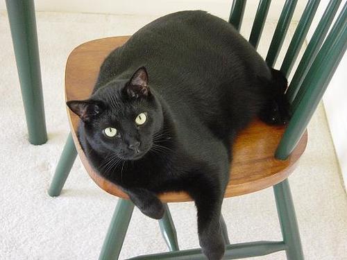 Male feline - Domestic Short Hair.  Twenty-three lbs. of twisted steel and sex appeal.  I don't like vacuum cleaners!