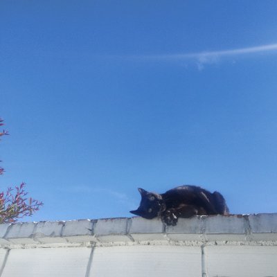 Camendoza2020's profile picture. 