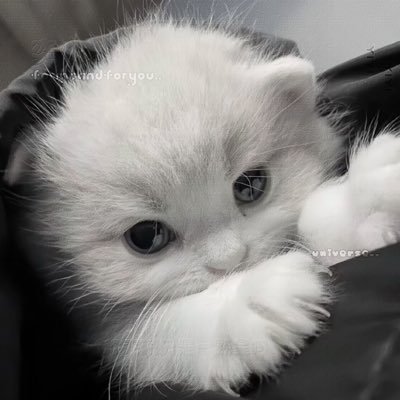 abc6i's profile picture. 🐧 1260629292