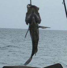 amfedup's profile picture. 