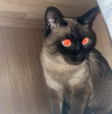 ChronosNet's profile picture. 