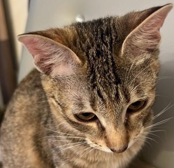 Gibby214's profile picture. 