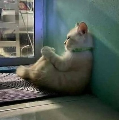 lunaazul1999's profile picture. 