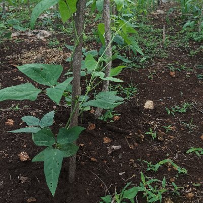 lvsca2's profile picture. crypto anthusiast