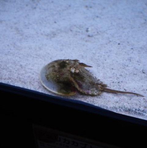 mmomito's profile picture. 