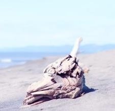 schnoogrie's profile picture. 