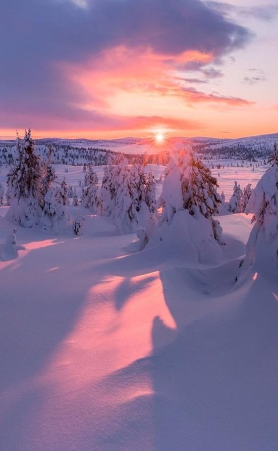 teridragonfairy's profile picture. 