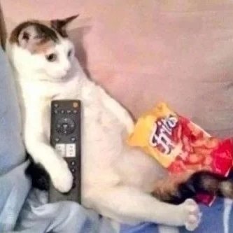 melisafranco20's profile picture. 🐾🔪
Cutting through the noise.✨
Observing the world, speaking my mind.🀄