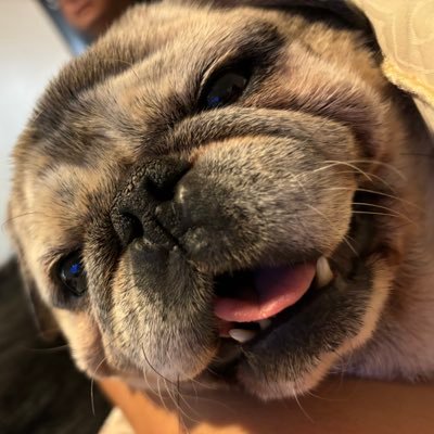 gall0902's profile picture. #PugLife #BroncosCountry #dogsoftwitter #GoAvsGo #Bulldog #Rangers #Pug