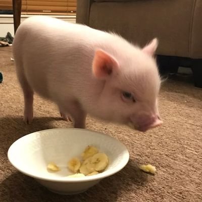 koedtwt's profile picture. gw: 51 kg (edtwt  shtwt) probably depressed