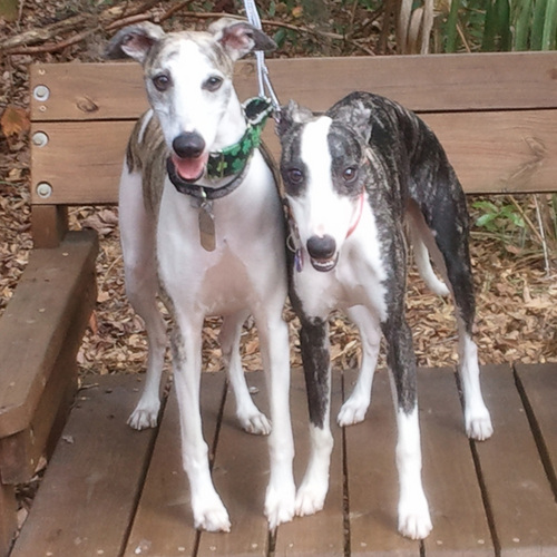 We're Harley & Pete O'Hound, BFOM's (Brothers From Other Mothers). We're Whippets, not Greyhounds, not Italian Greyhounds. We are not underfed, just svelte!