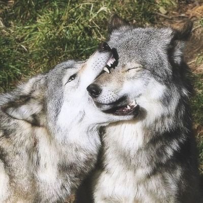 rottingteethh's profile picture. #Michaeltwt #RealRicetwt #Gubtwt #bakedhatetwt
 　　　　　Michael  .  He / Him  .  I draw and I rant that's all　　　　　      　　　  my friends are cool!