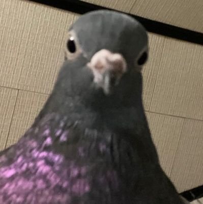 notoogieboogie's profile picture. dando minha opinião sem ninguém ter pedido