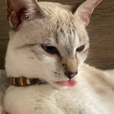 linochaos's profile picture. advertisement girl ⋆.˚𖦹⋆✮⋆.˙✧˖°🎓 ༘⋆｡ ˚