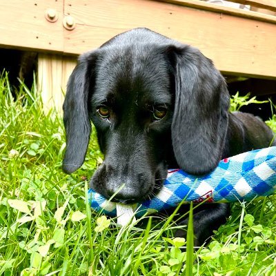 nanoNewsapp's profile picture. NFA - DYOR