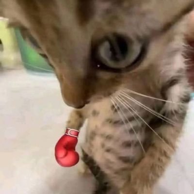 pjcyungg's profile picture. maap kalo bacot🫩 namanya punya mulut