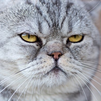 mesmics's profile picture. Trading memes