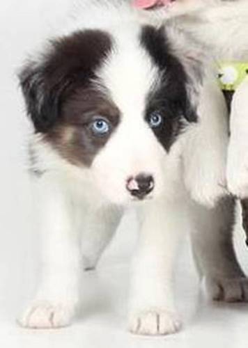 CInternoscia's profile picture. 