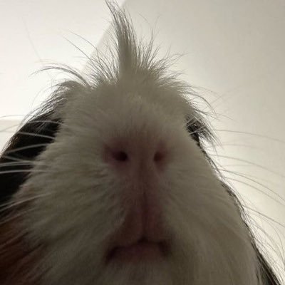 lojjeongveu's profile picture. 