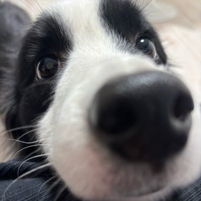 StardustArtAD's profile picture. 🔞18+ artist. 🔞 comms closed