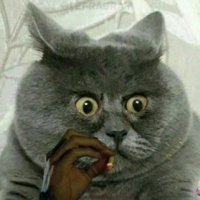 zelenin17's profile picture. Пью, курю, выражаюсь, инвестирую, кодю. Я - кот.