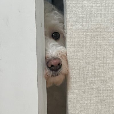 myoing0's profile picture. 강아지 / 여행 / 사진 / 돈 / 투자 / 똑똑한 소비 / 취미부자 진짜 말하는대로 되더라🍀