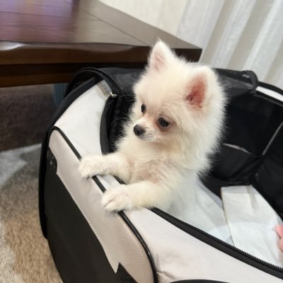 shokibidoo's profile picture. ポジポジ病を治す記録