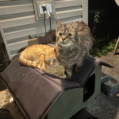 thecryptoguy81's profile picture. i’m just a crypto guy looking for gems before they takeoff into the millions or billions🚀 DYOR not financial advice.