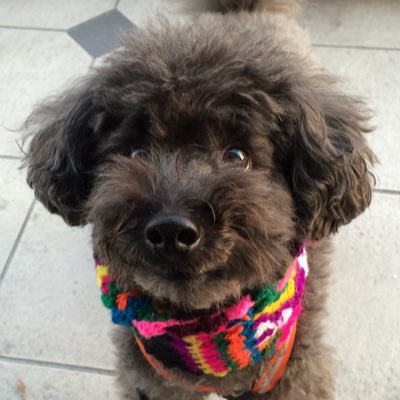 blue051111's profile picture. 24時間クラフトビールのことだけを考えている犬 /IPA好き/ 初体験はコロナドのアイランダーIPA / 2019年首都圏から岡山へUターン/プールで泳いだ後に音楽を聴きながら飲むビールが最高！/特技:犬かき🐶 / Instagram: blue_051111