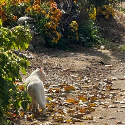 lovebee1105's profile picture. 審神者