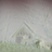 BChimmug's profile image