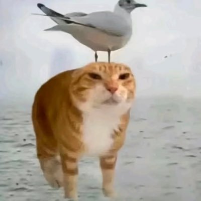 1234jiangdu's profile picture. 我叫淼淼！ 喜欢发乱七八糟的碎碎念和互动