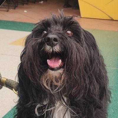 Feloarias's profile picture. Historiador, autor de #OtraHistoriaDeColombia?

En @SenalMemoria, videos y textos que tengan mi firma.