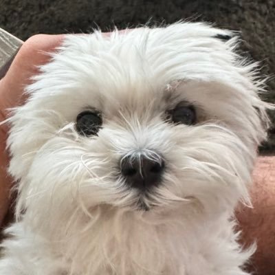 xTril__'s profile picture. 