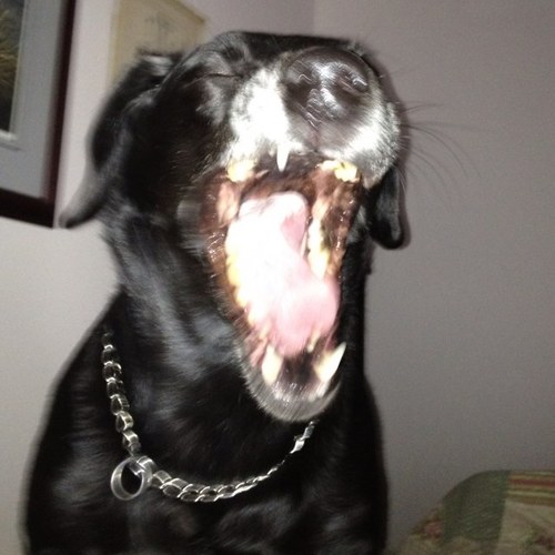 RamblingSpaz's profile picture. 