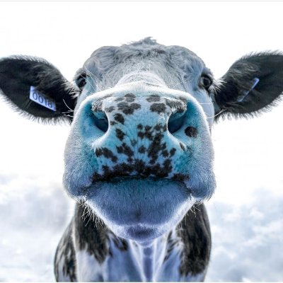 Big_Moofo's profile picture. *****, Sabres, Raptors, Jays, Oregon

✝️🇻🇦🙏 

🇺🇸🇮🇳