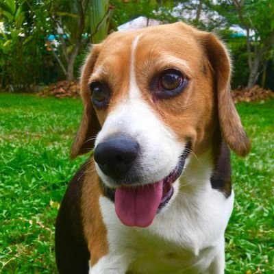 CuscoB222's profile picture. Fé em Deus que tudo vai dar certo.
Deus, Pátria, Família, Liberdade 🙏🇧🇷