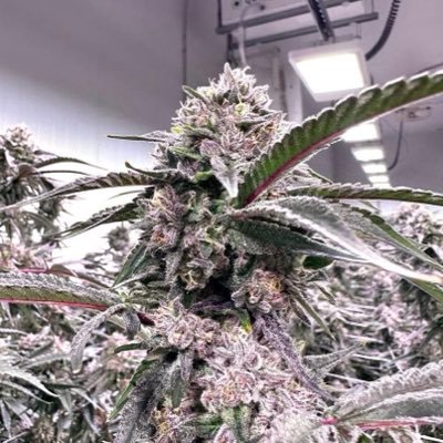 zenleafca's profile picture. Specialist For products get to me here Hit me up on signal 🍇🍒🤤 https://t.co/ZfIrpug8wl