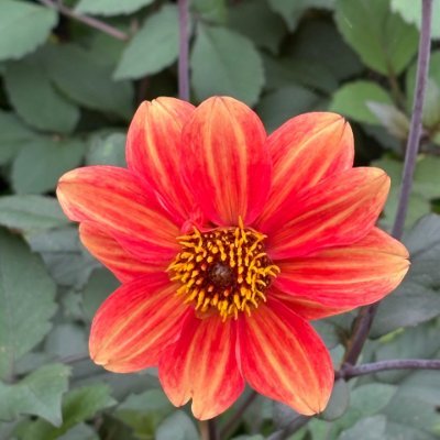 GBeaufortaht's profile picture. American!! loves hiking, travelling, animals and  knowing lots of new stuffs.