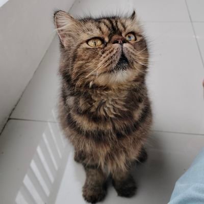 baronkucing's profile picture. Persian Cat                            

DOB 👶 1 Maret 2019